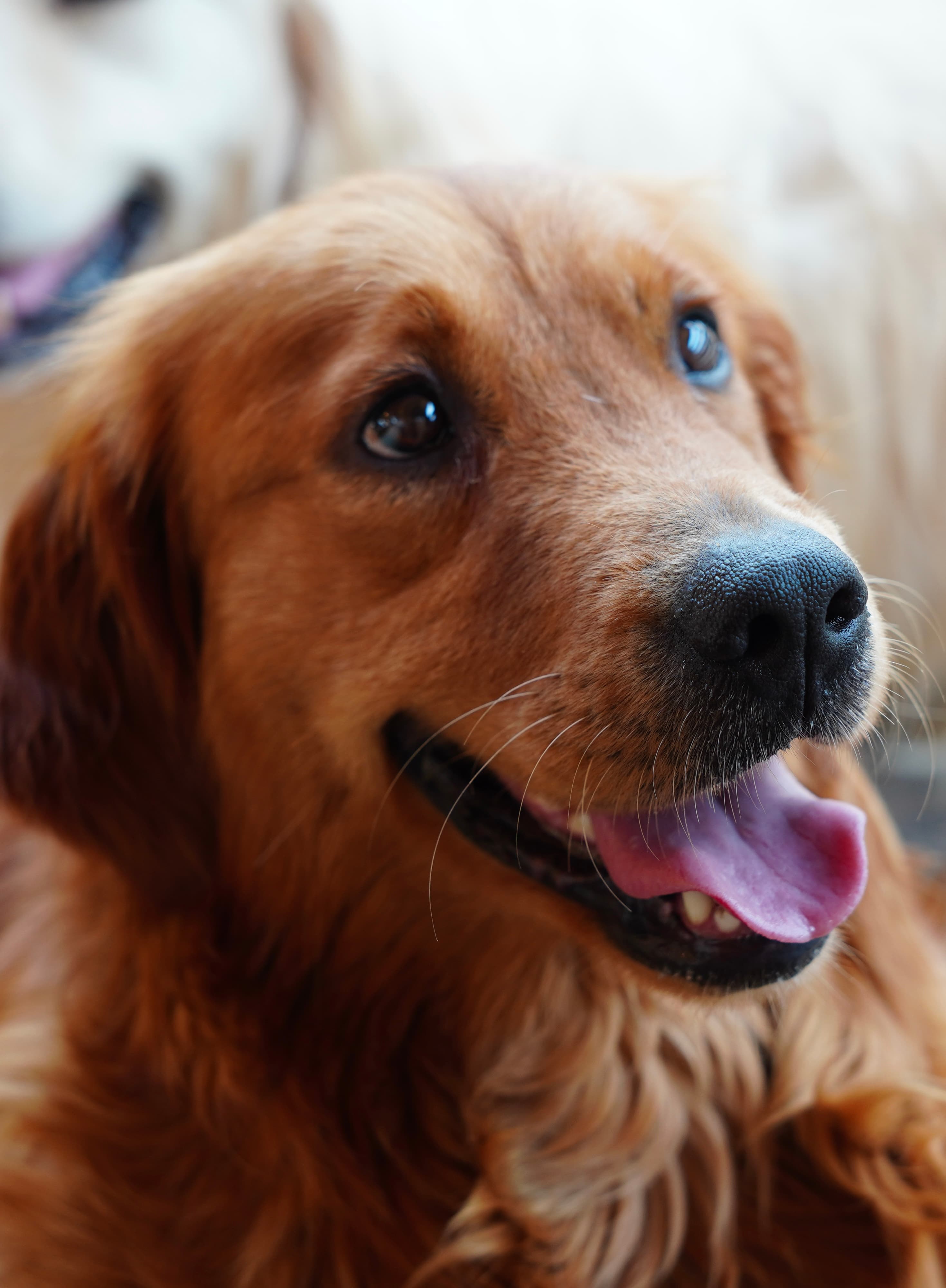 Ema, Golden Retriever de terapie de la Pawz
