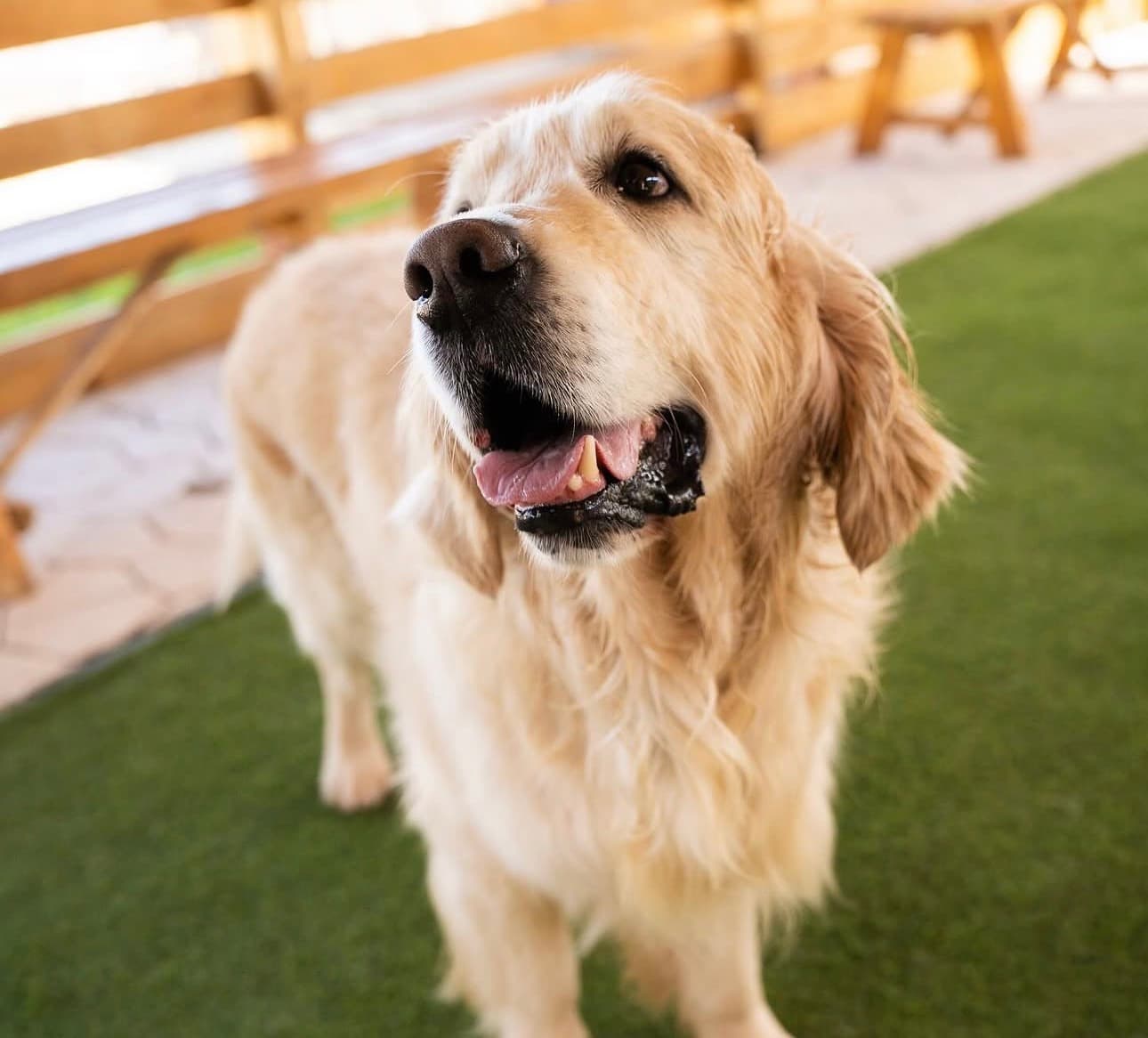 Hope, Golden Retriever de terapie de la Pawz