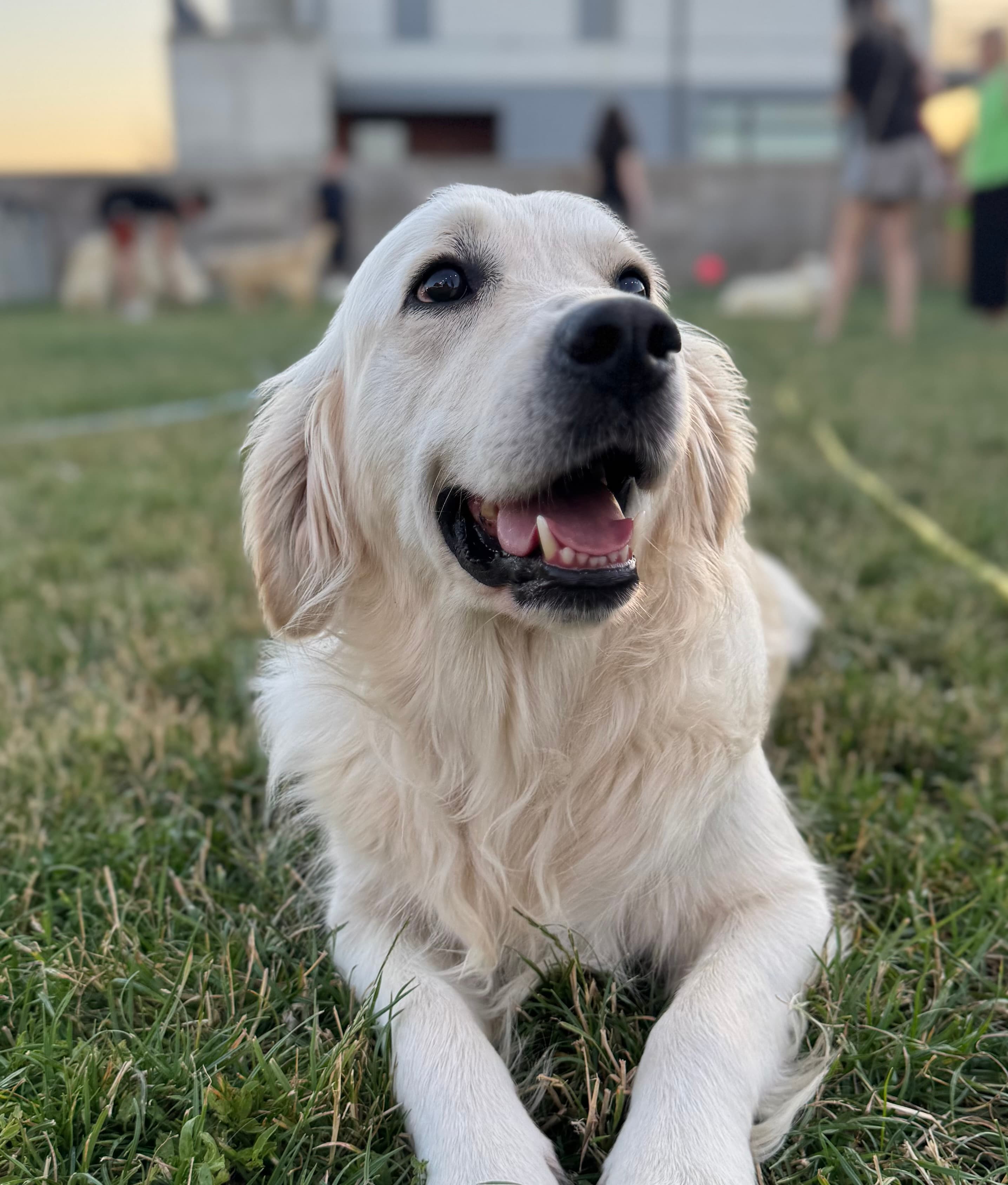 Leah, Golden Retriever de terapie de la Pawz