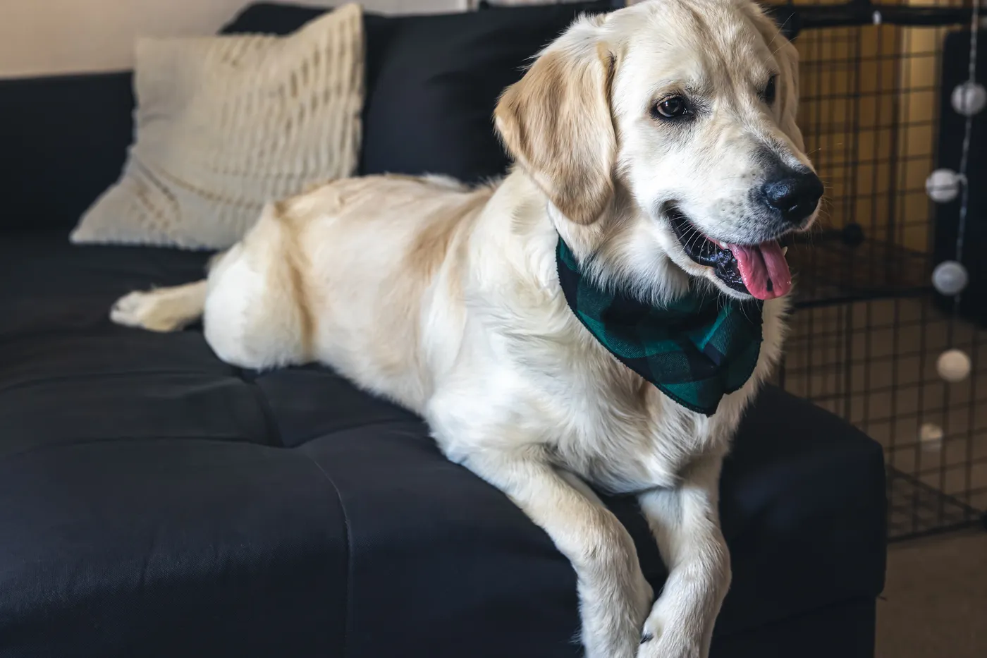 Un golden retriever odihnindu-se pe canapea