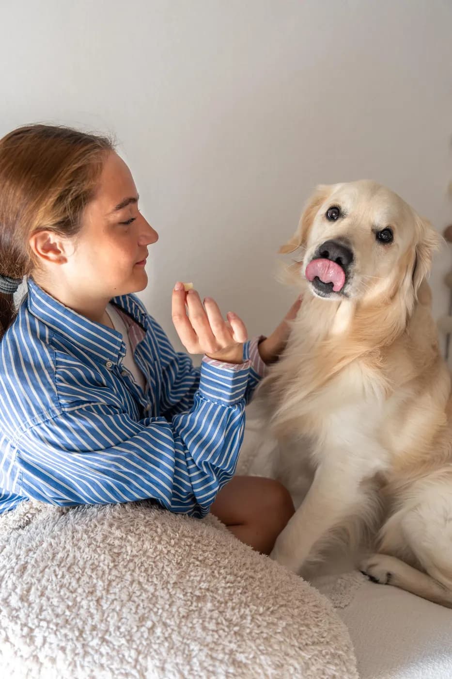 O femeie îi dă o recompensă unui golden retriever